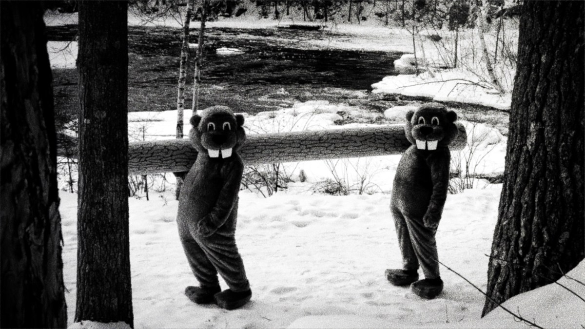 two beavers holding a log in hundreds of beavers